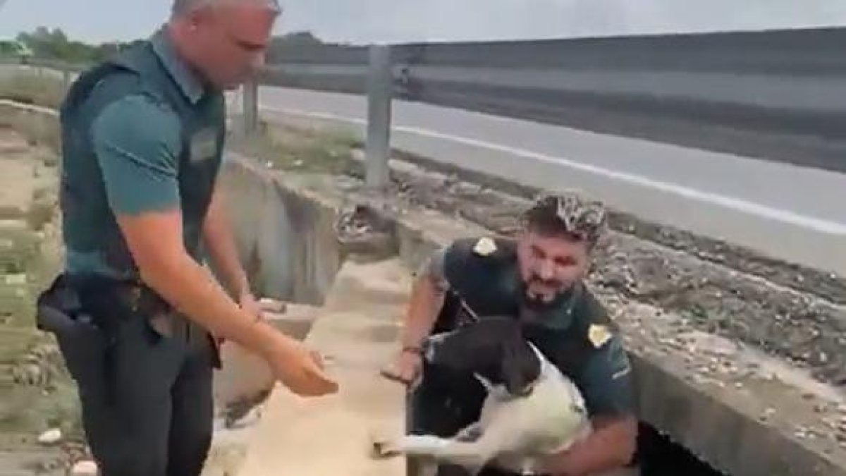 Rescaten un gos a Alzira, València