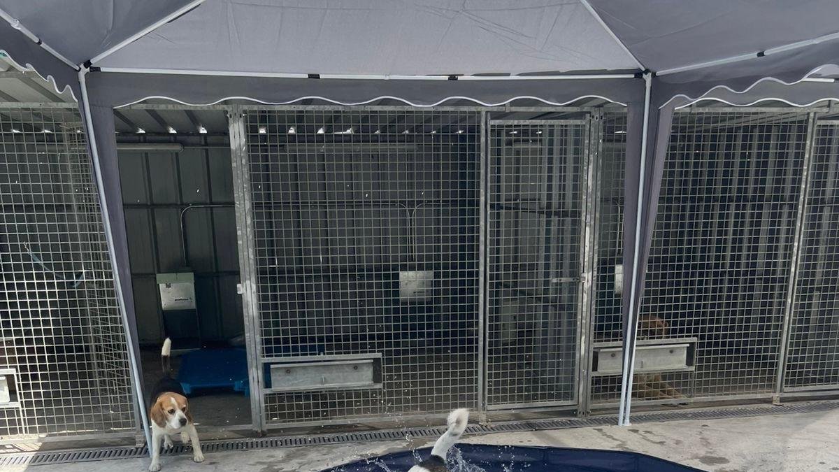 Alguns gossos a la piscina del centre de protecció caní