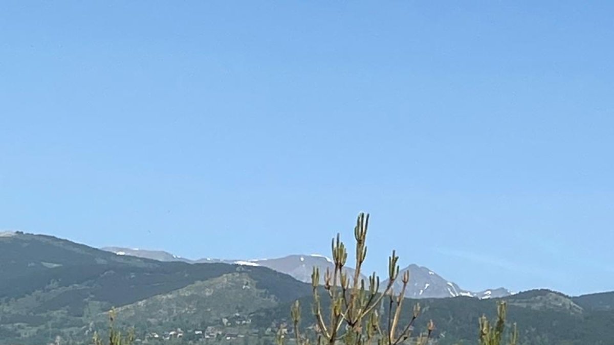 Un pi amb processionària a Canillo.