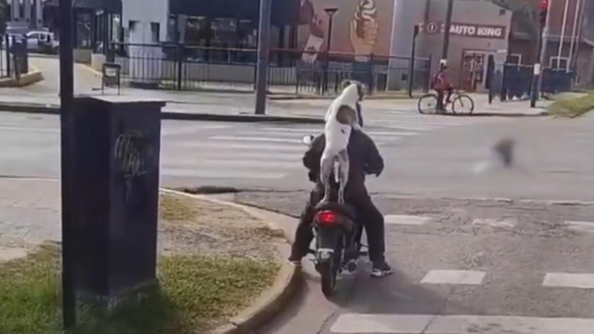 Un gos s'autoadopta en un semàfor.