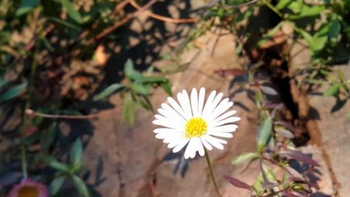 Flora exòtica a Andorra