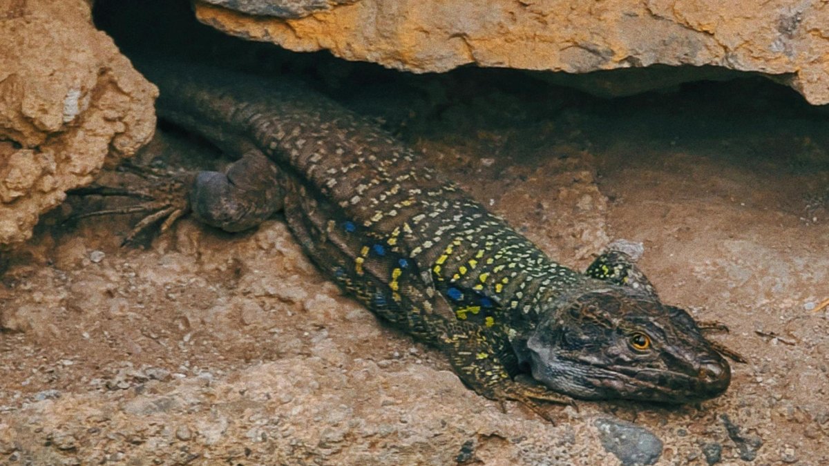 La serenalla pallaresa, una de les espècies en perill d'extinció