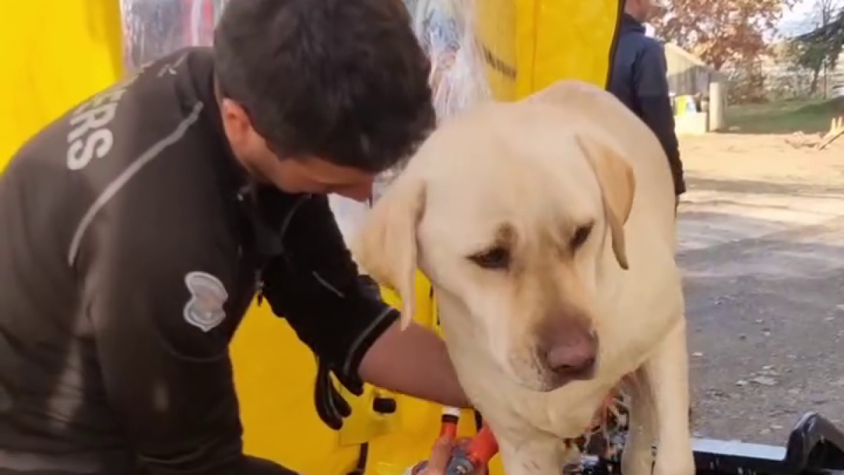 Banders a Barcelona contra la pesta porcina.