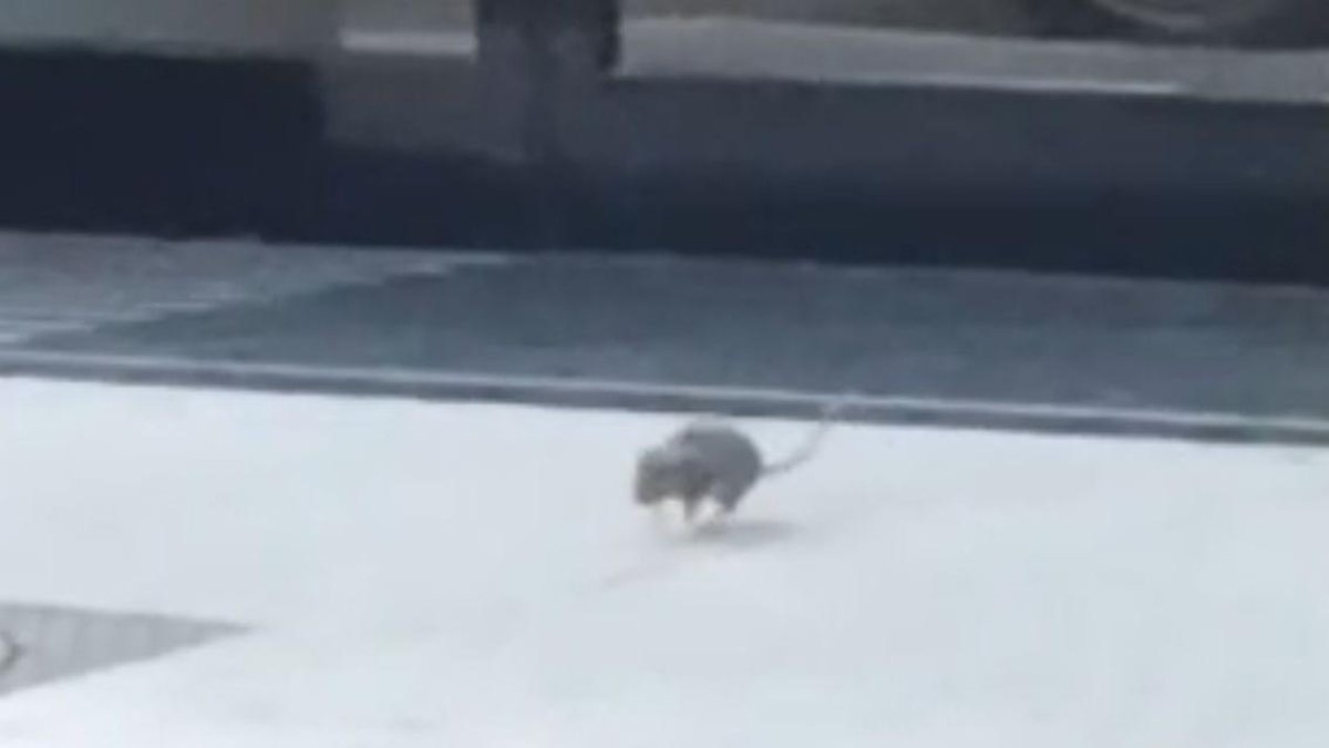 Una rata sorprèn els vianants a l’avinguda Doctor Mitjavila aquest matí