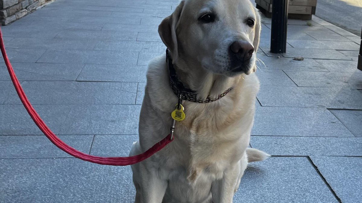 Gos genotipat a l'Av Sant Antoni.