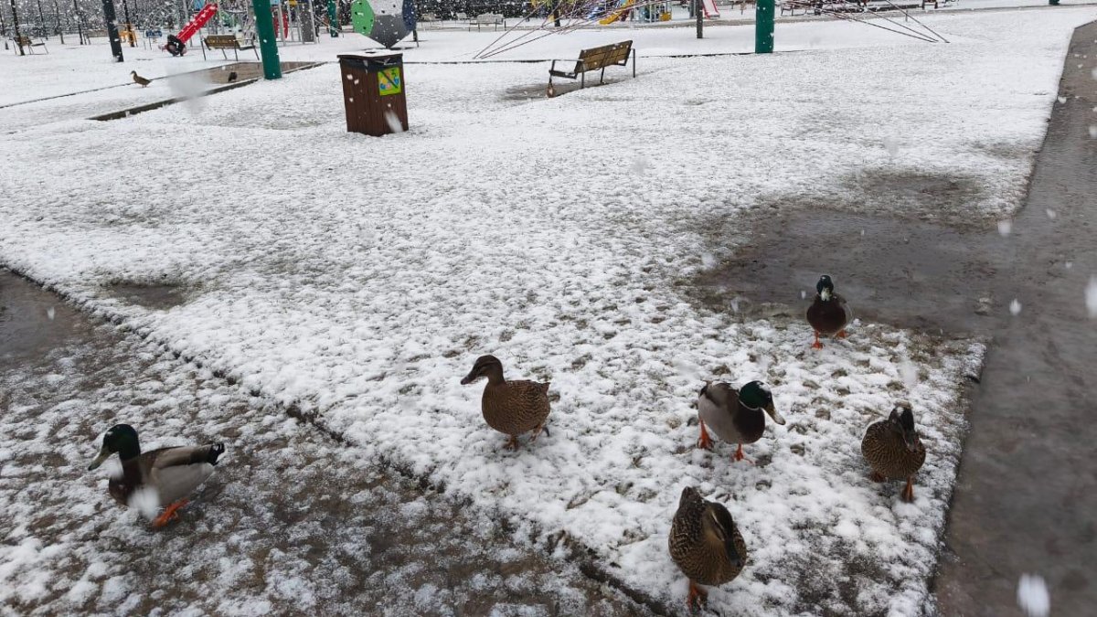 Els ànecs del Parc Central gaudint de la neu.