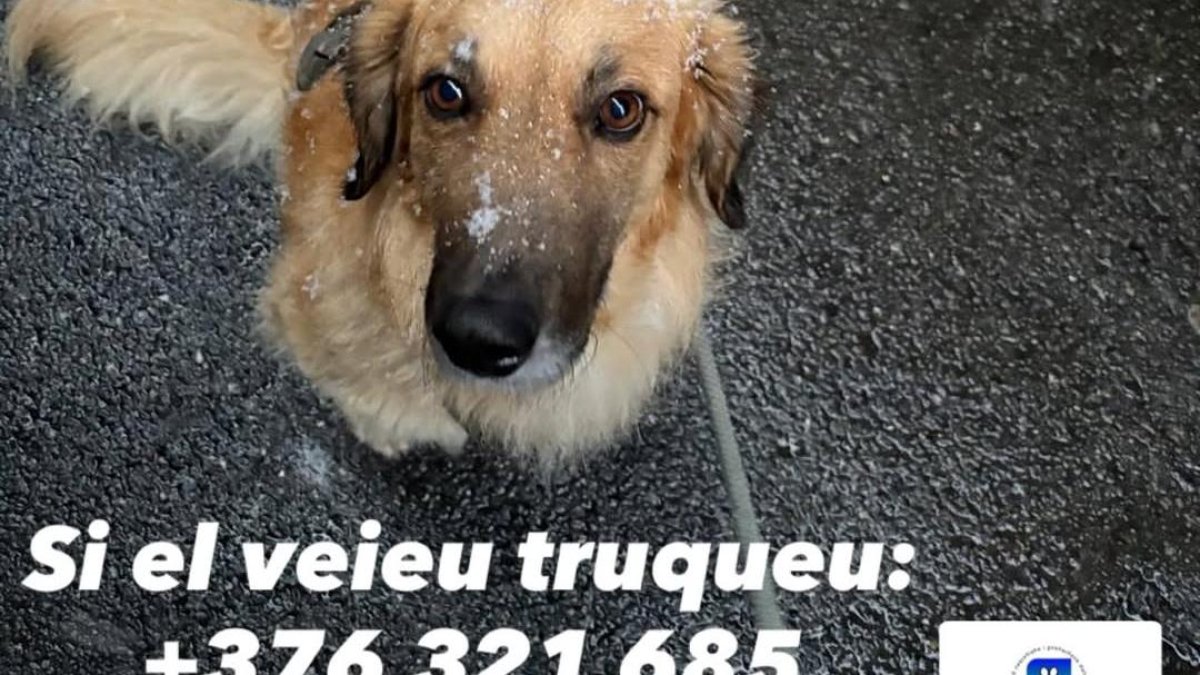 En 'Xiri', el gos perdut.