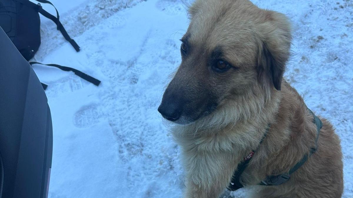 Troben Xiri, el gos perdut a Escaldes fa una setmana