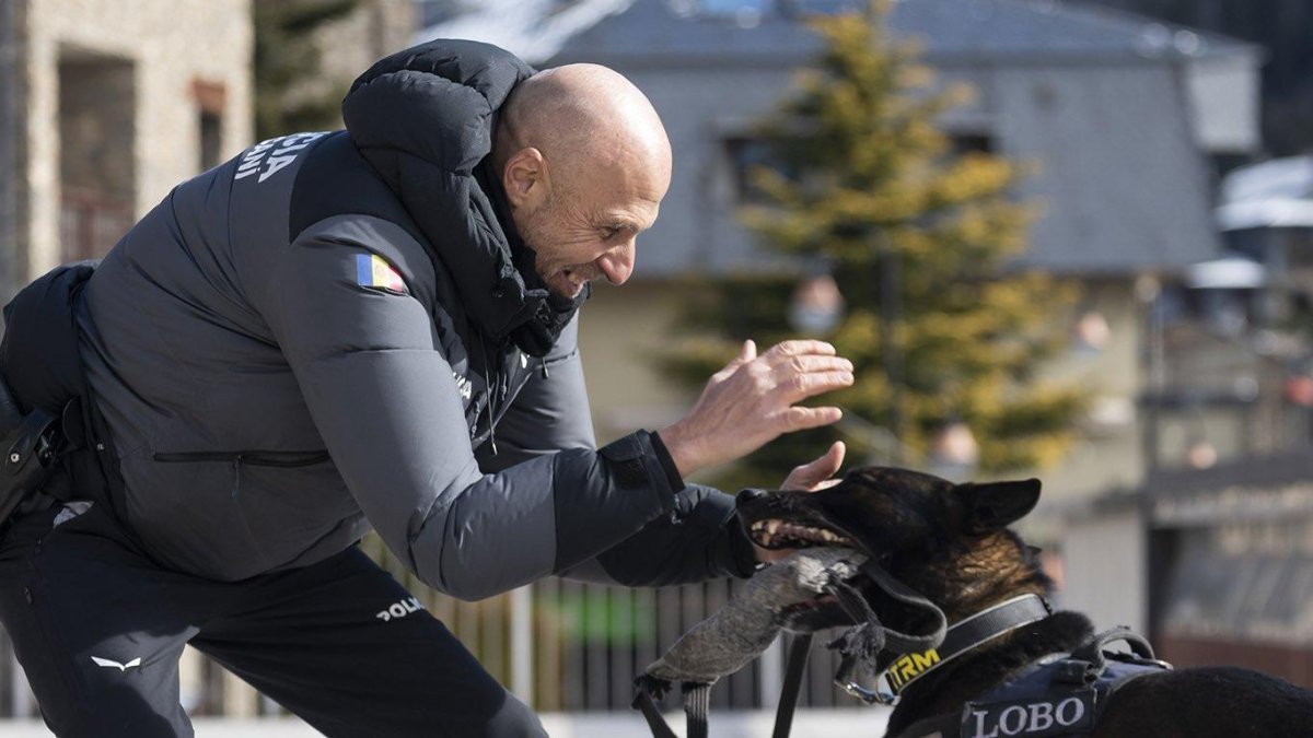 Un guia caní, ahir a Canillo.