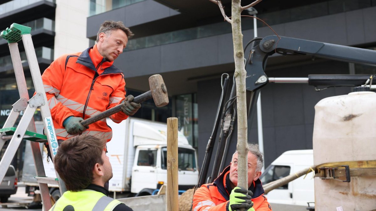 Operaris d'Escaldes plantant un dels 63 arbres.