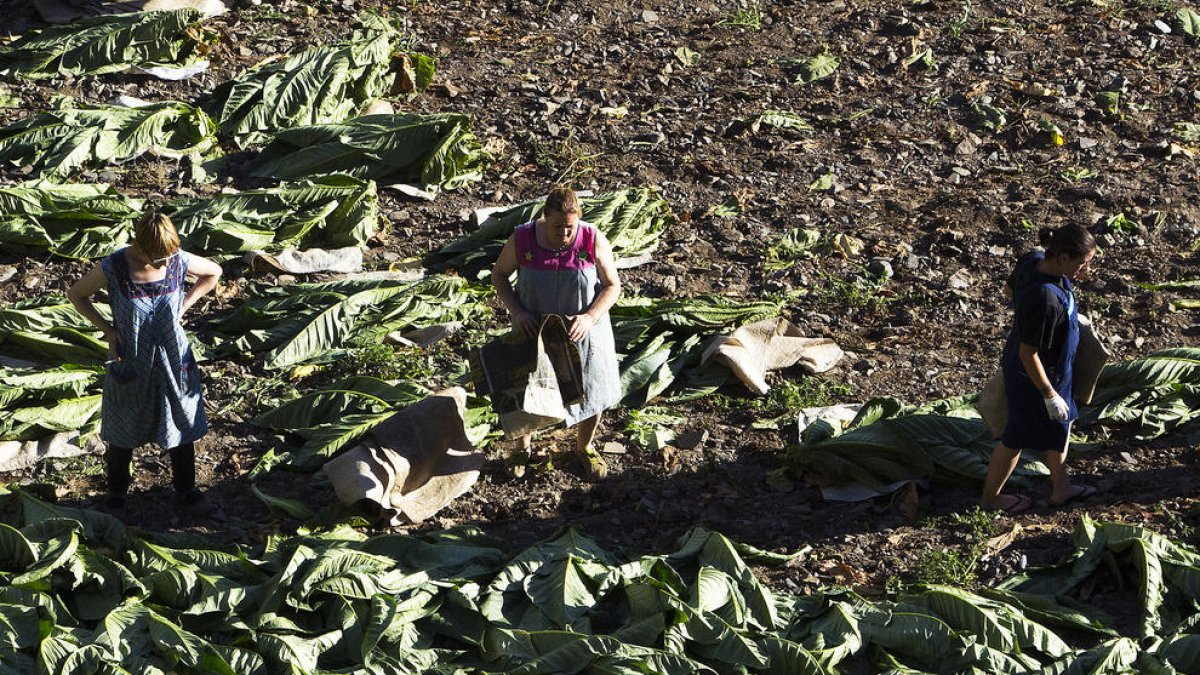 Els pagesos reben 15 milions dels fabricants de tabac