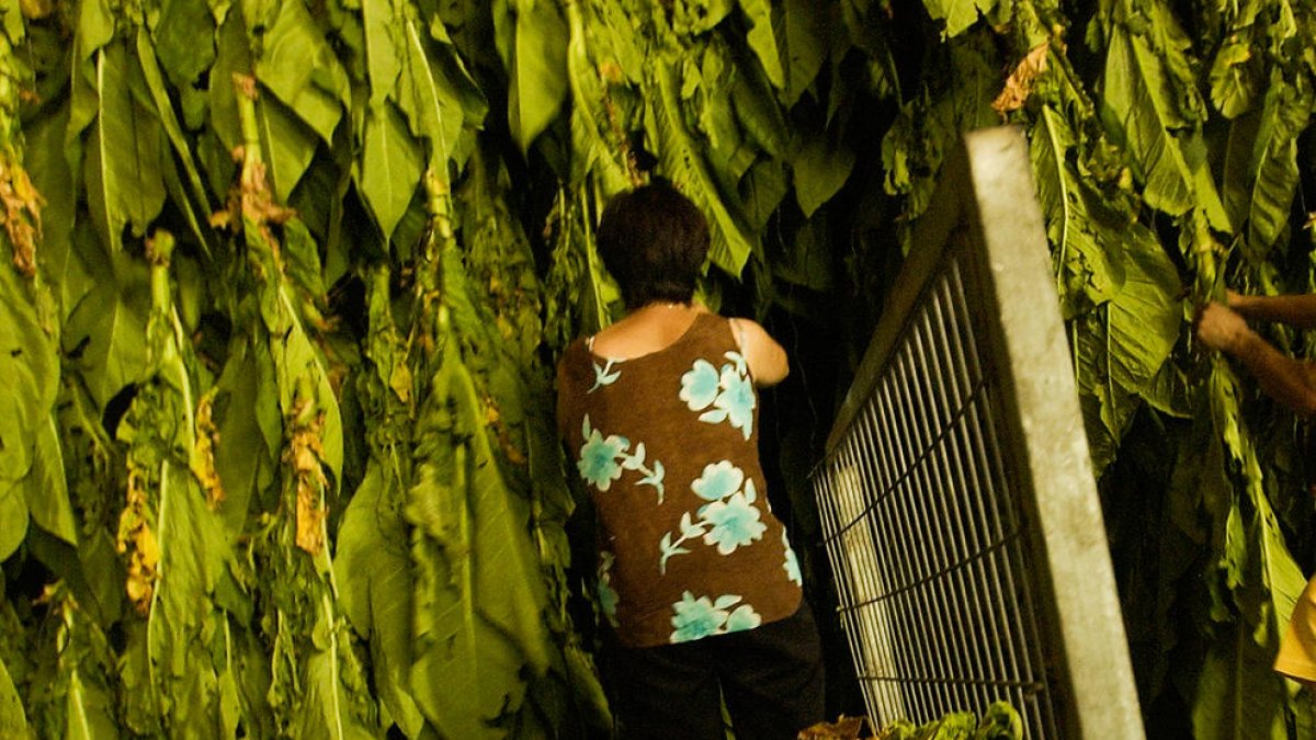 La UE ofereix una via alternativa per mantenir el tabac