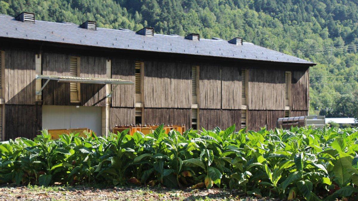 Més poducció de tabac durant el 2015