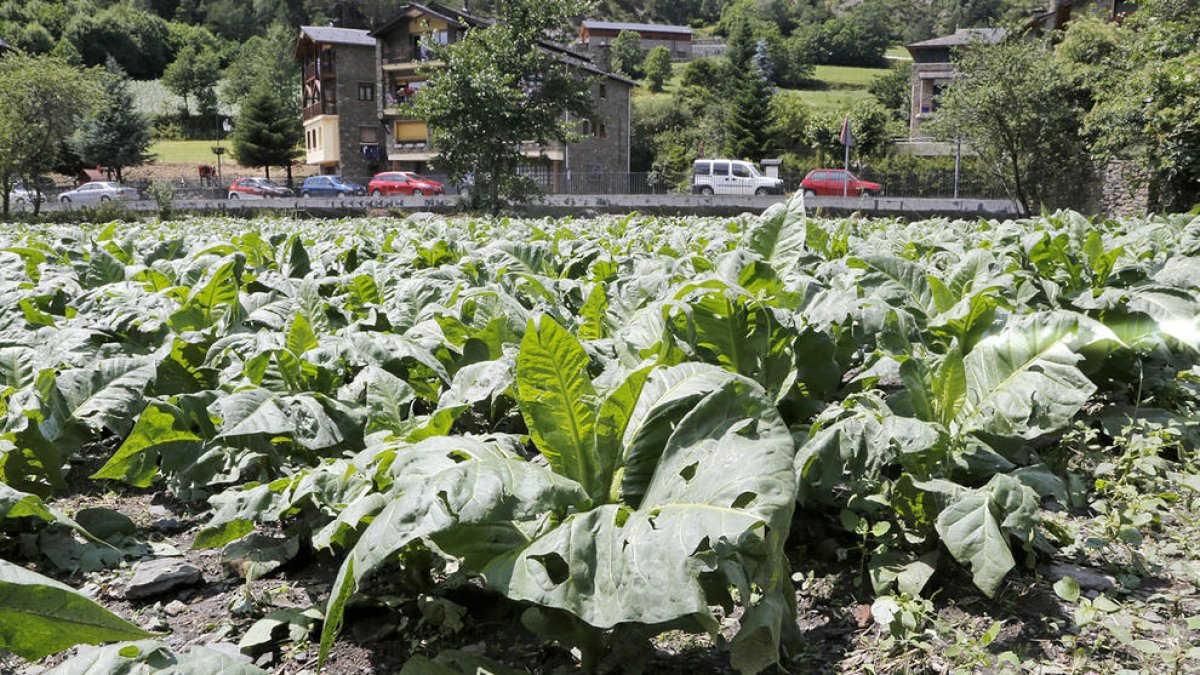 Les tempestes provoquen incidències a la carretera i danys al tabac