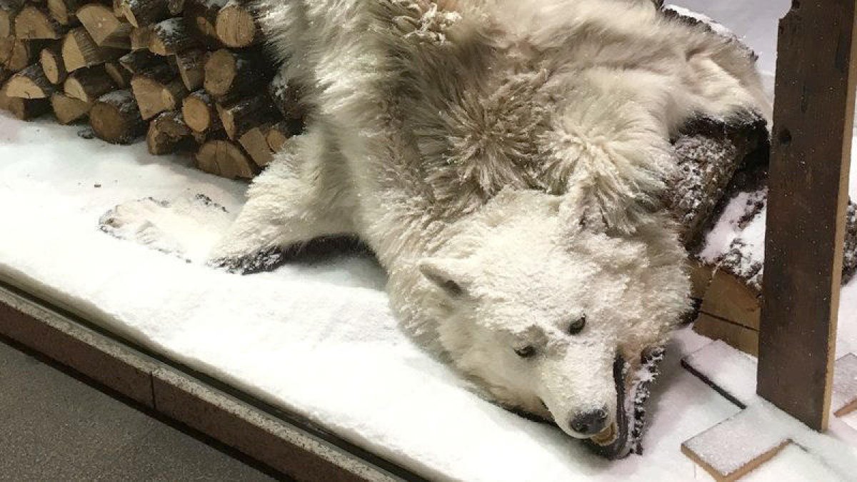 La pressió a Internet fa retirar la pell d'un llop d'una botiga