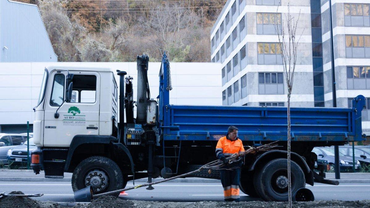 Els operaris col·loquen els arbres a la mitgera