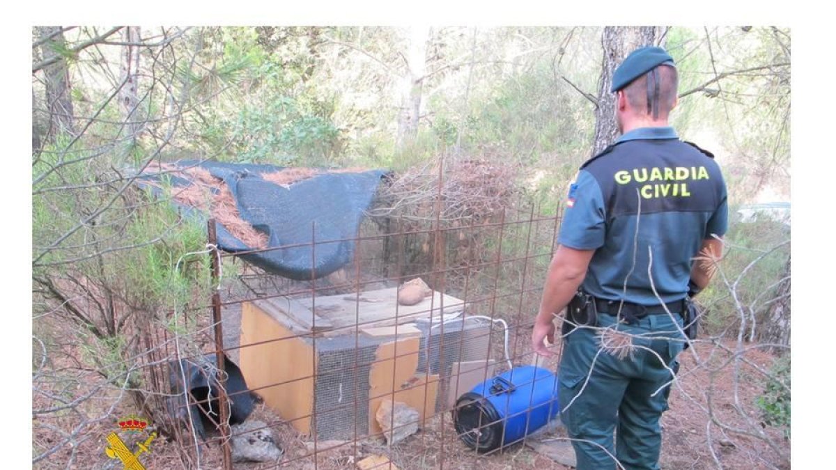 Les gàbies volien servir d'esquer per a capturar animals salvatges