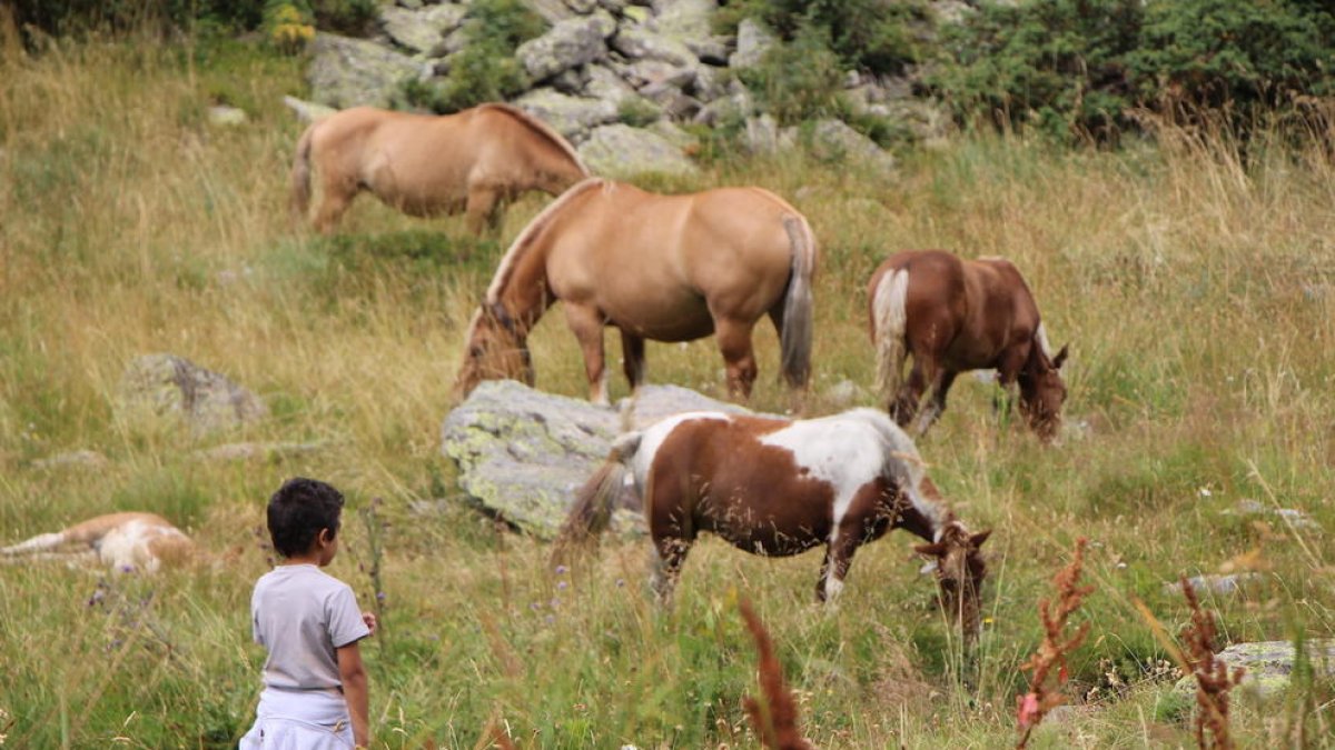 Ordino celebra la bona salut i increment de les explotacions de bestiar