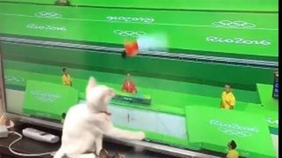 Uns gats entregats amb els Jocs Olímpics