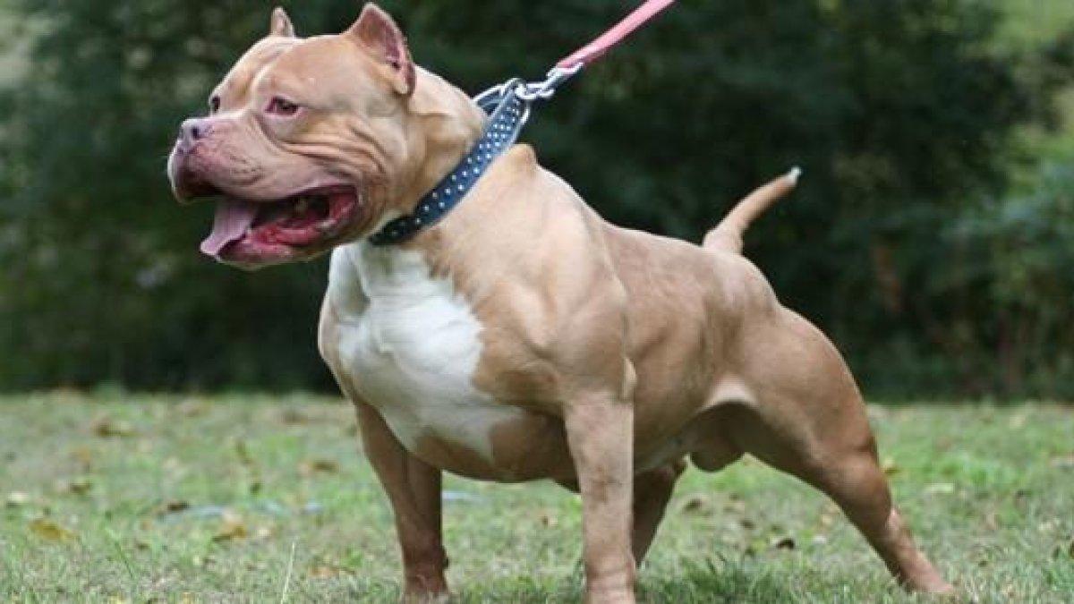La policia investiga l'atac d'un pitbull a un vianant