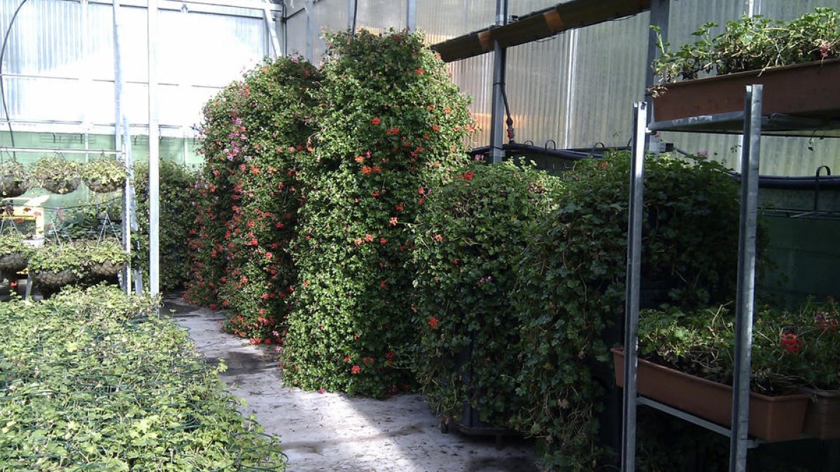 Recollida de geranis per dur-los a un hivernacle