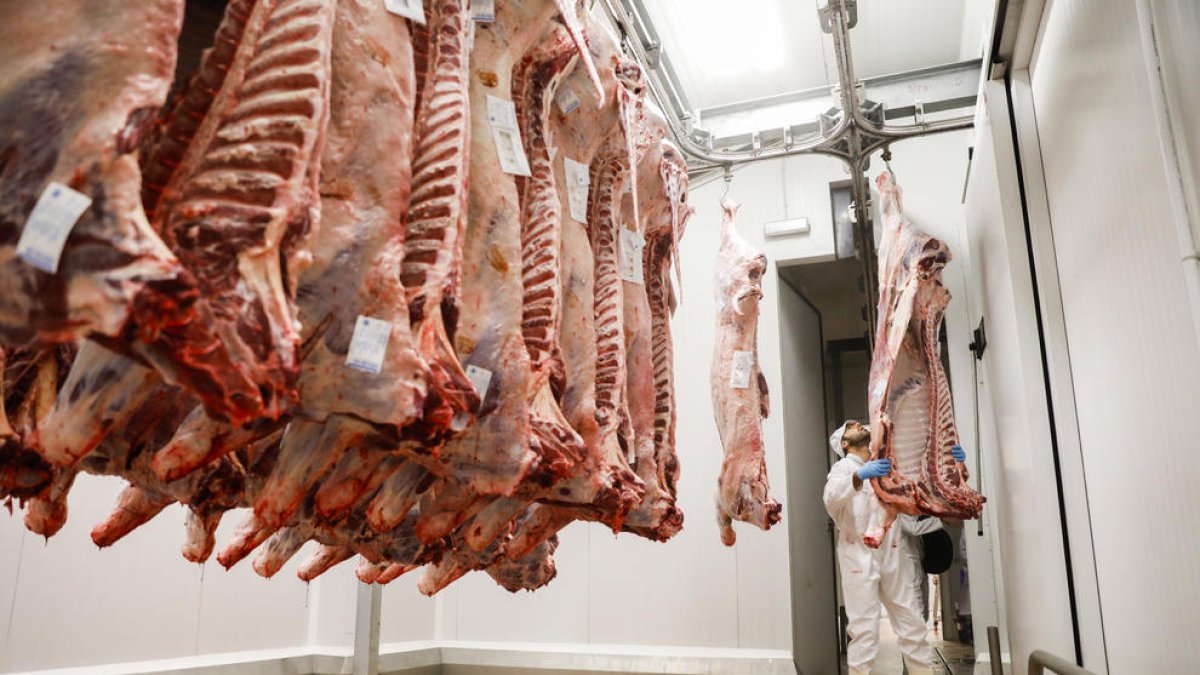 Després del sacrifici la carn passa a una cambra que la refreda ràpidament.