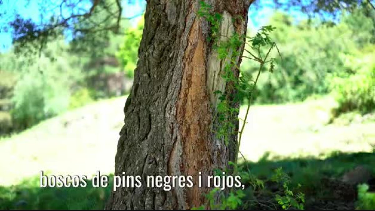 30 anys del vedat d'Enclar