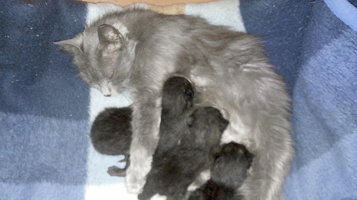 Laika denuncia a la policia l'abandonament de sis gats