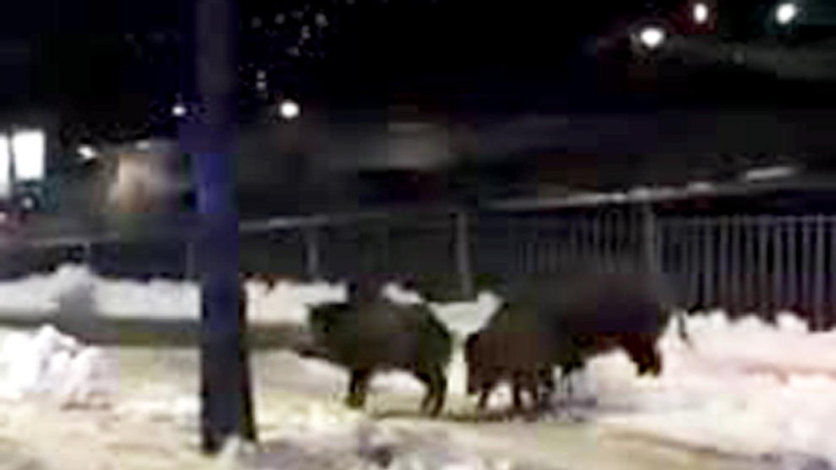 La nevada va provocar que els senglars baixessin a la capital