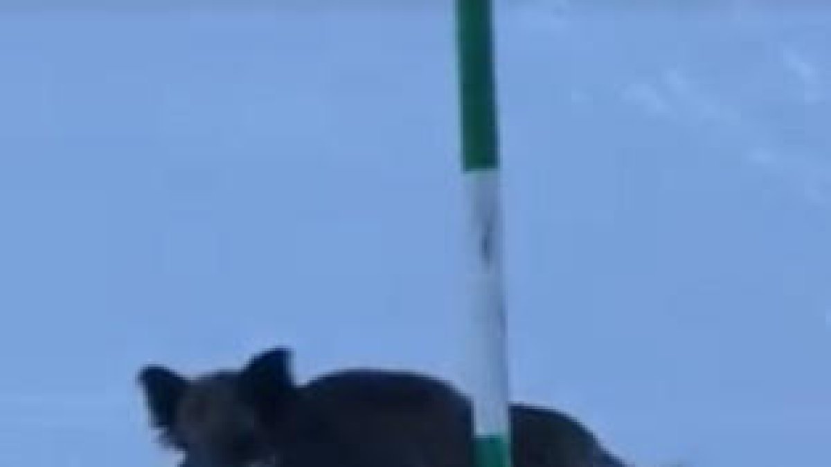 Un porc senglar al Port d'Envalira