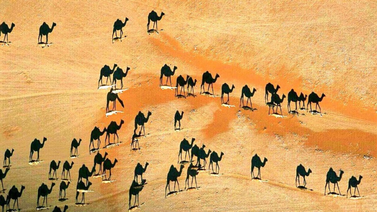 On són els camells? L'endevinalla que circula per la xarxa