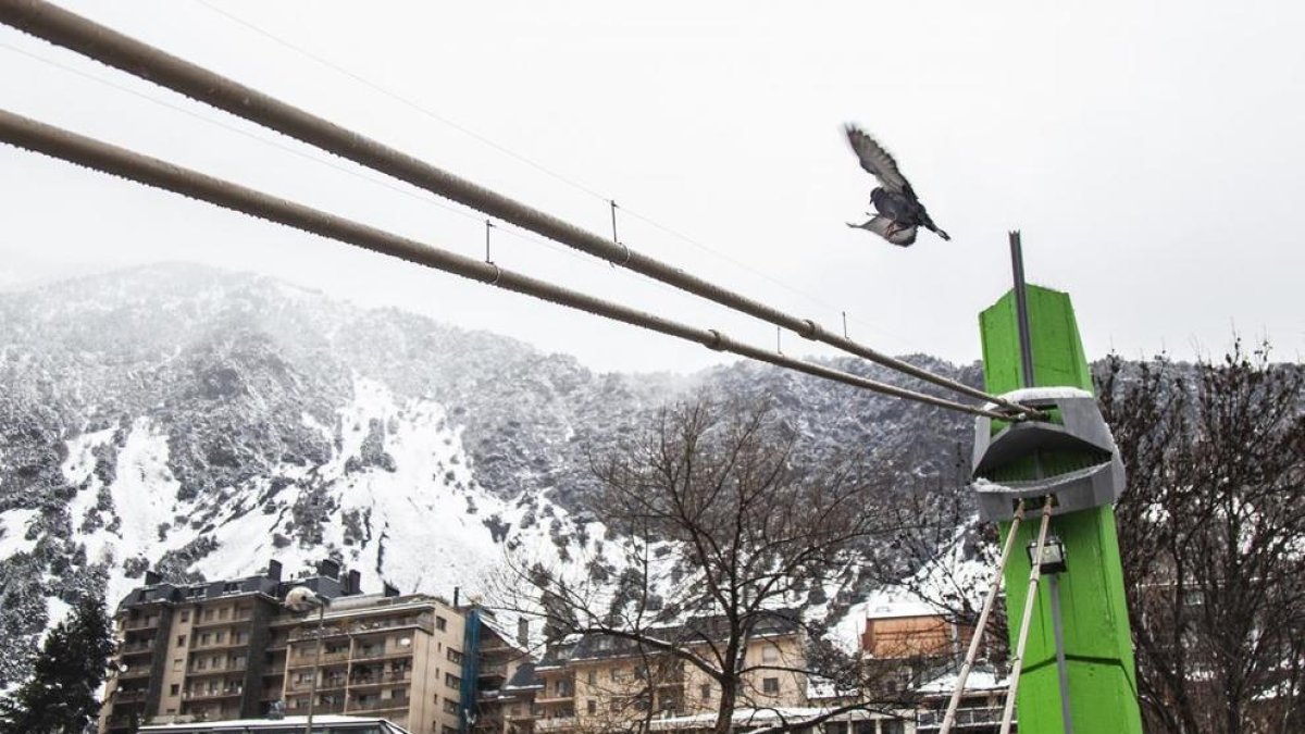 Col·loquen un sistema de protecció contra coloms
