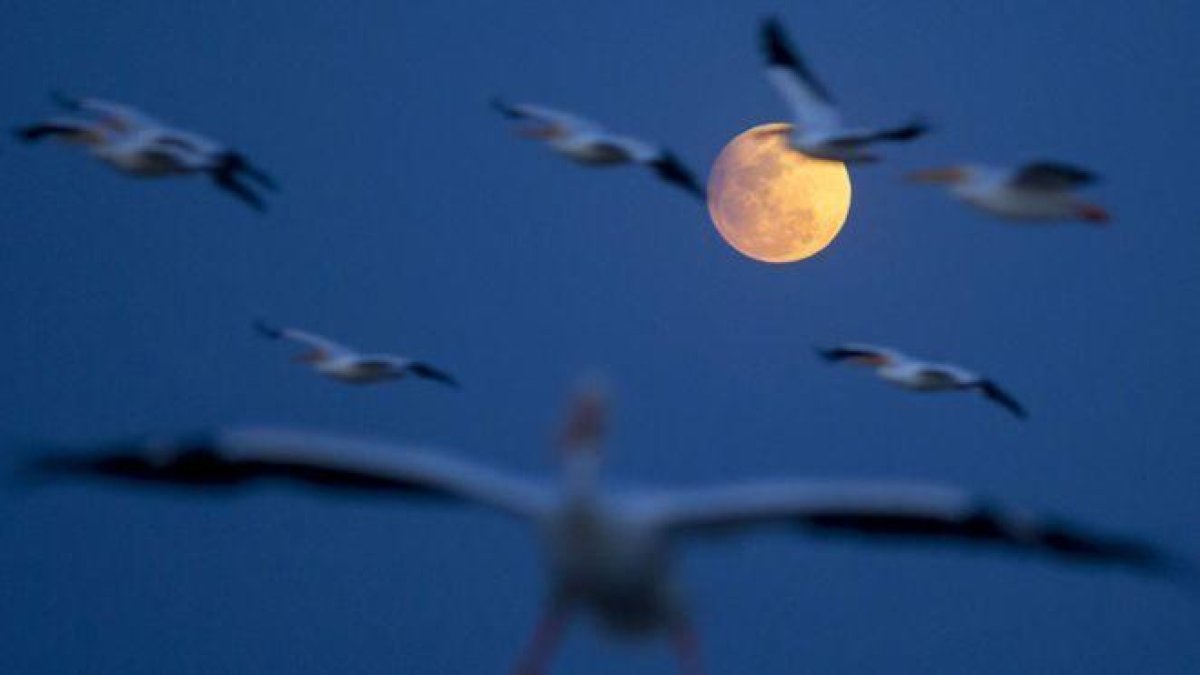 Imatges del primer eclipsi del 2017 arreu del món