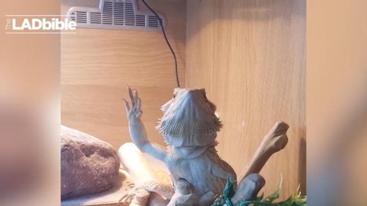 El vídeo d'un llangardaix que saluda acumula més de 52 milions de visites