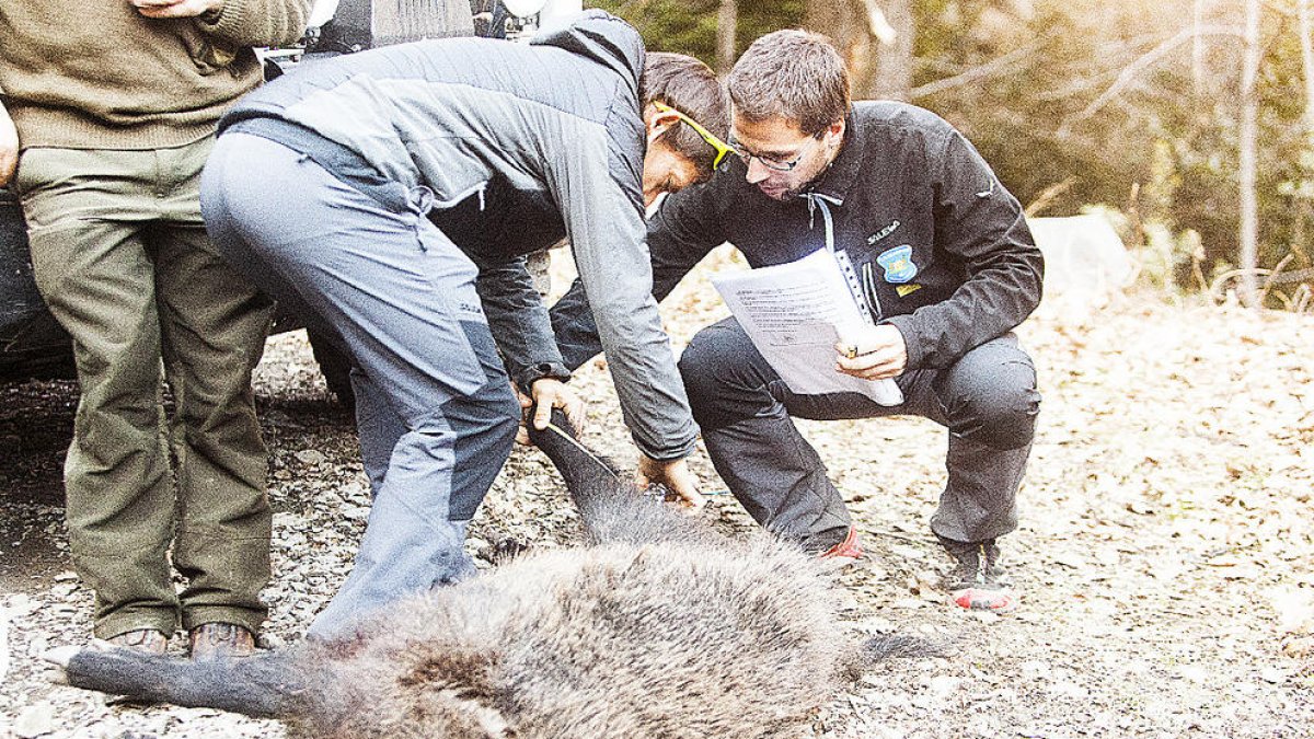 Els banders van fer 157 intervencions relacionades amb senglars el 2016