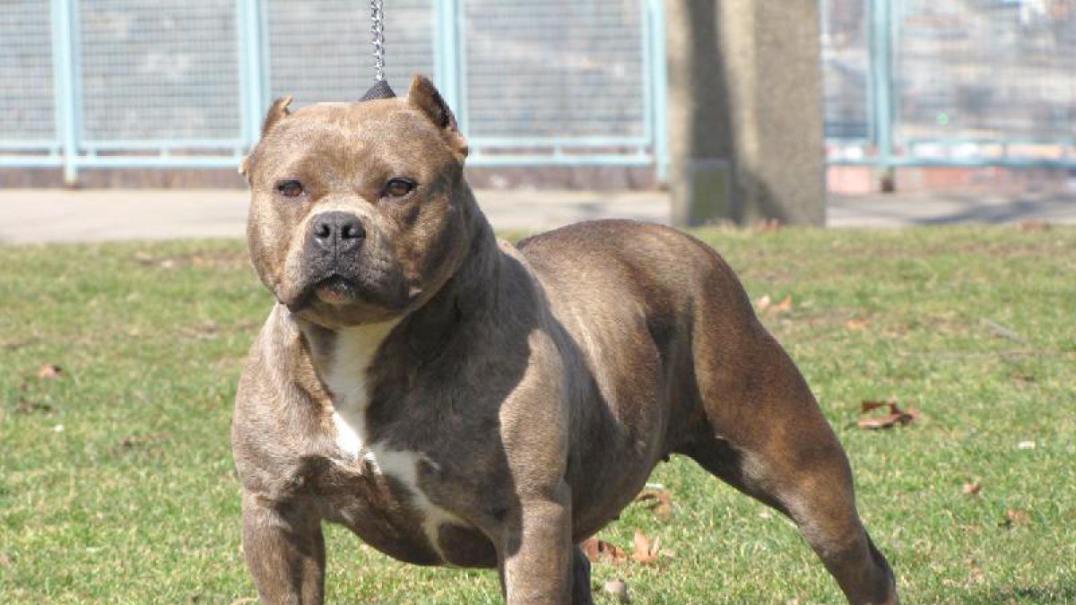 Multa de 300 euros per portar gossos perillosos sense morrió