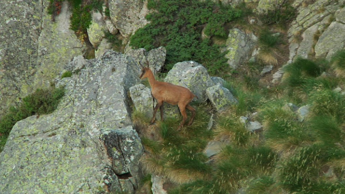 La Setmana de l'isard, del 10 al 17 de setembre
