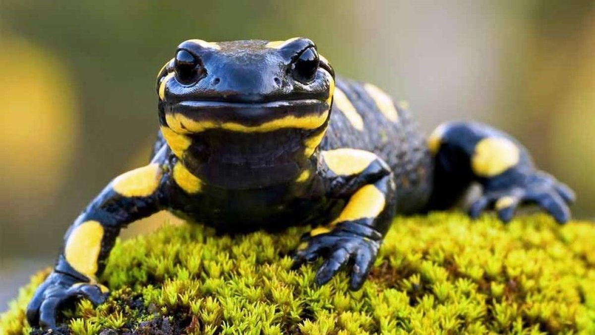 Salamandres, llegendaris éssers de foc