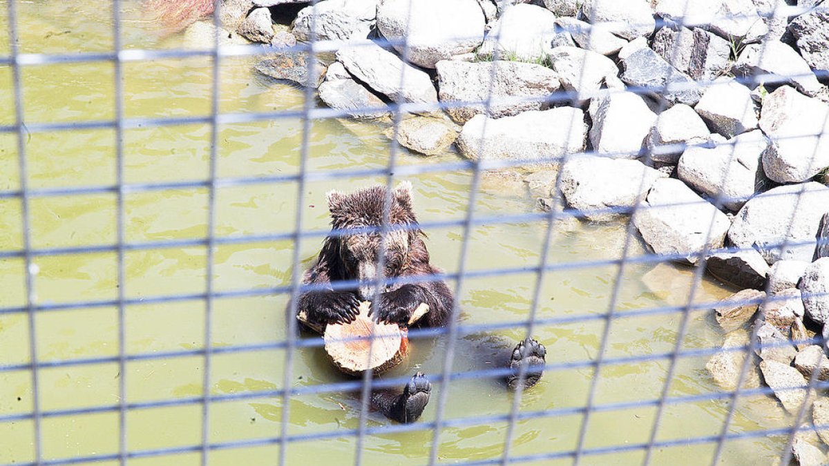 La policia confirma que l'os va fugir per una porta oberta