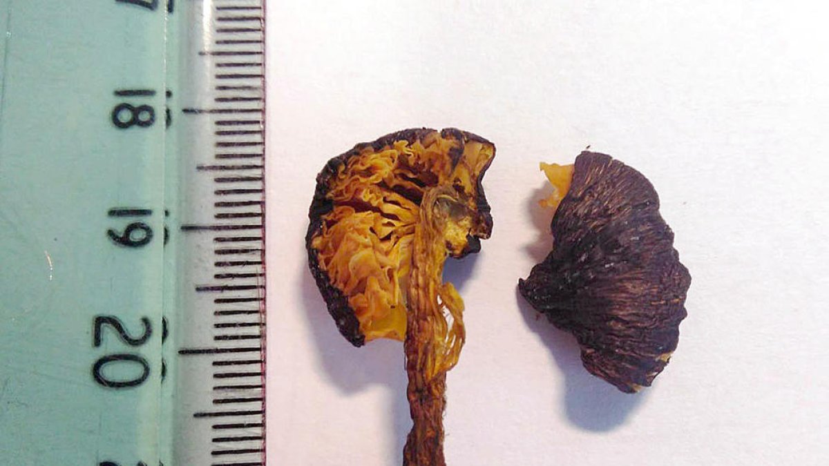 Troben a Ordino un bolet nou al Principat que està en perill d'extinció