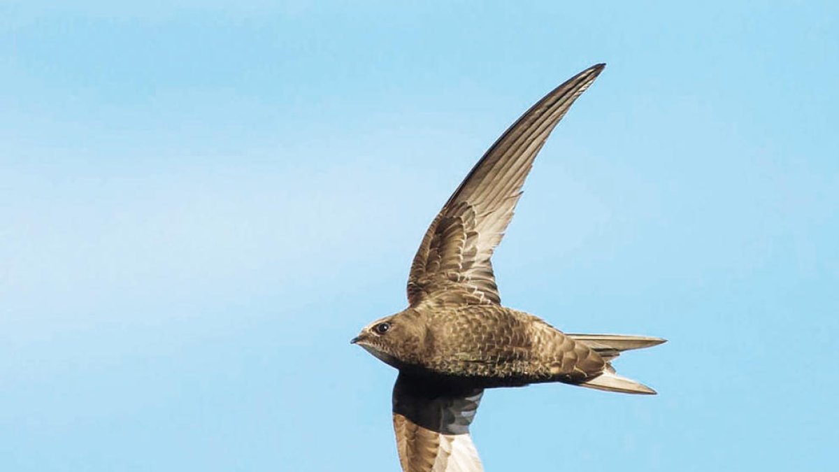 Falciots i l'art de volar