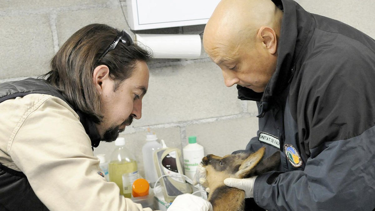 Alliberen un isard al Vedat de caça d'Enclar