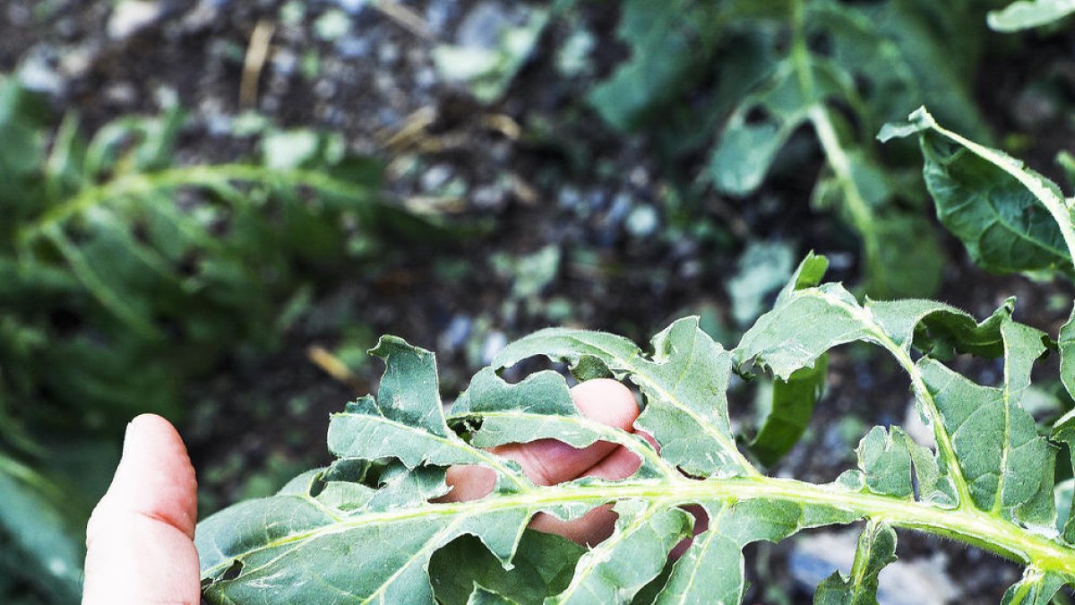 Una forta pedregada malmet el tabac