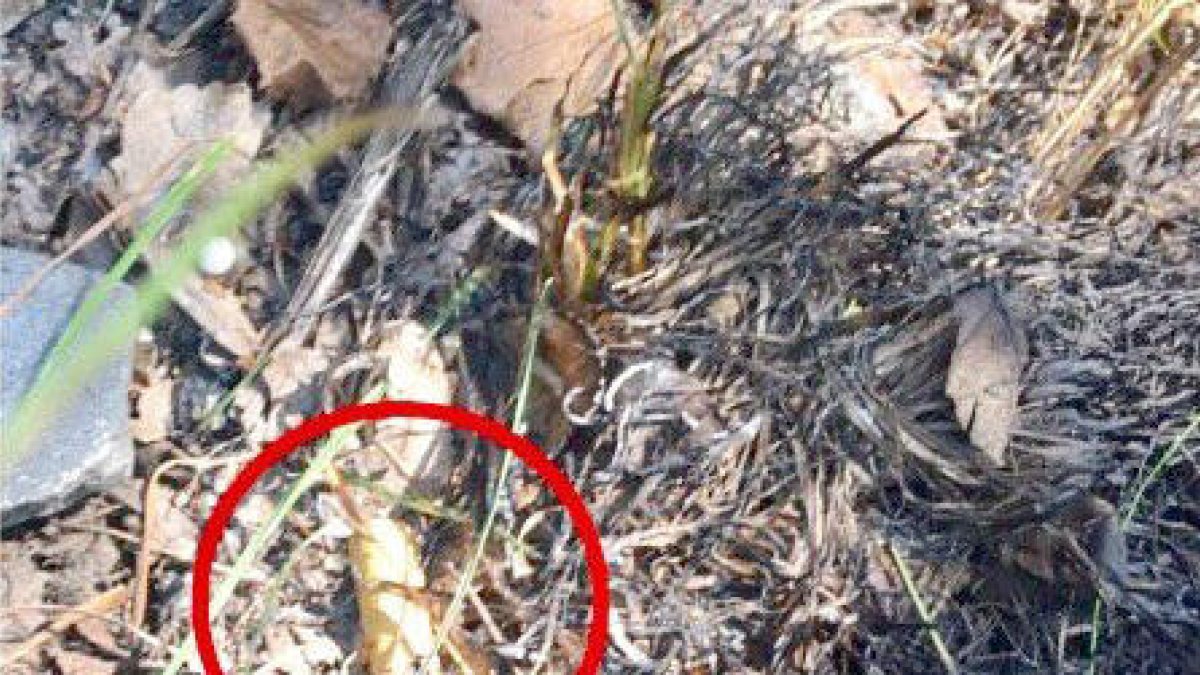 El risc d'incendis anul·la el castell de focs de Sant Julià