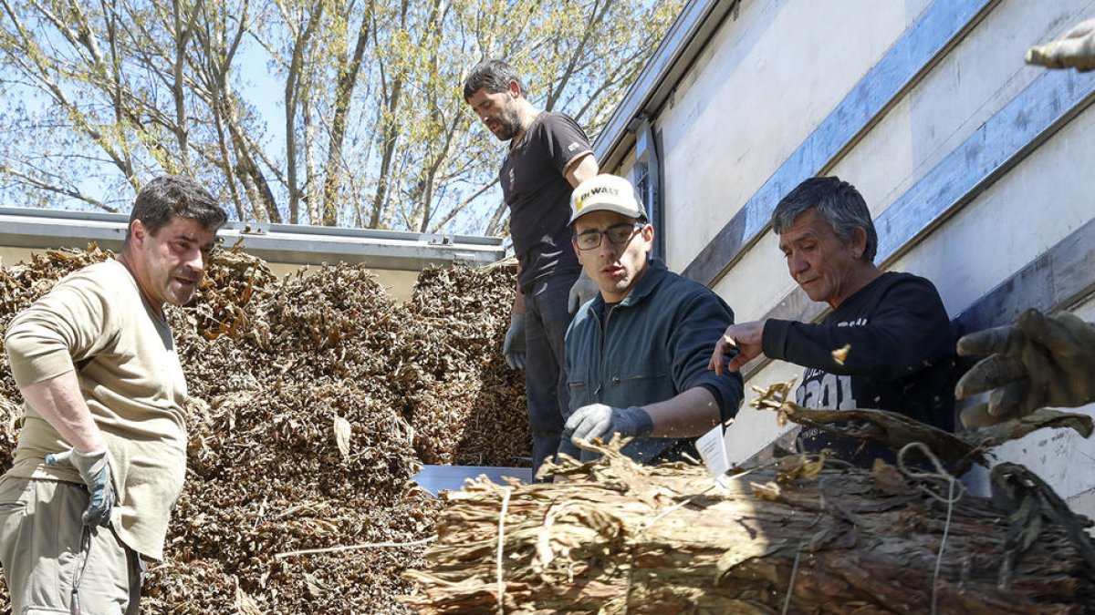 Govern proposa que el tabac tingui 30 anys sense pròrroga