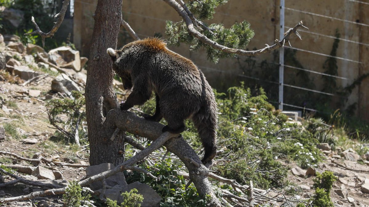 Apapma demana que al comú es depurin responsabilitats per l'os