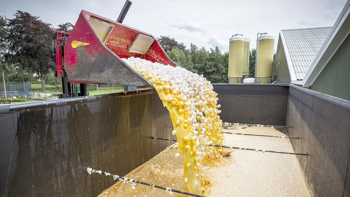 Retiren del mercat una partida de cinquanta quilos d'ou en pols amb Fipronil a Catalunya