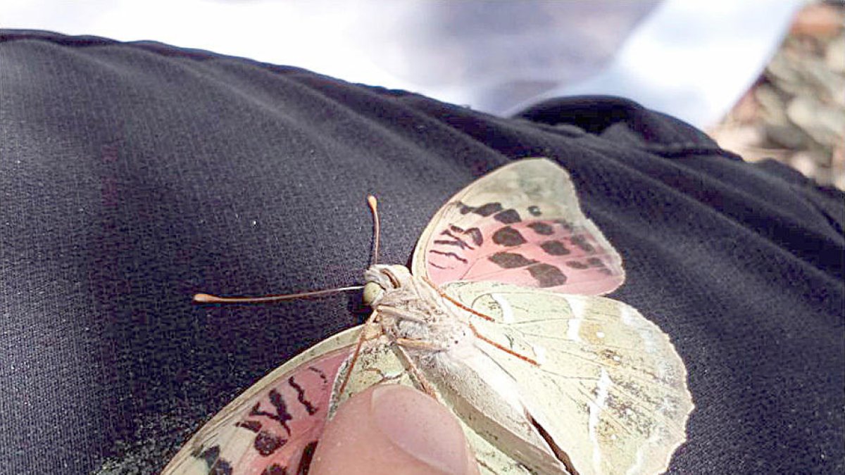 Localitzen una espècie de papallona nova al país