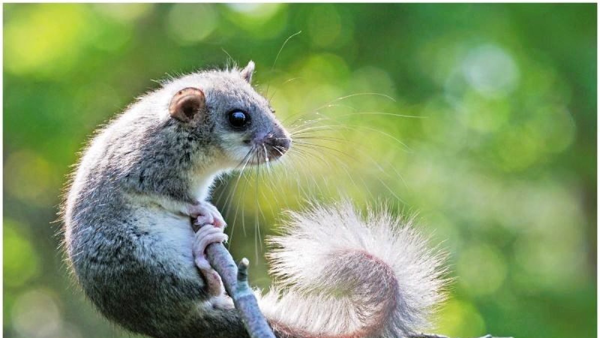 Plata i seda al bosc