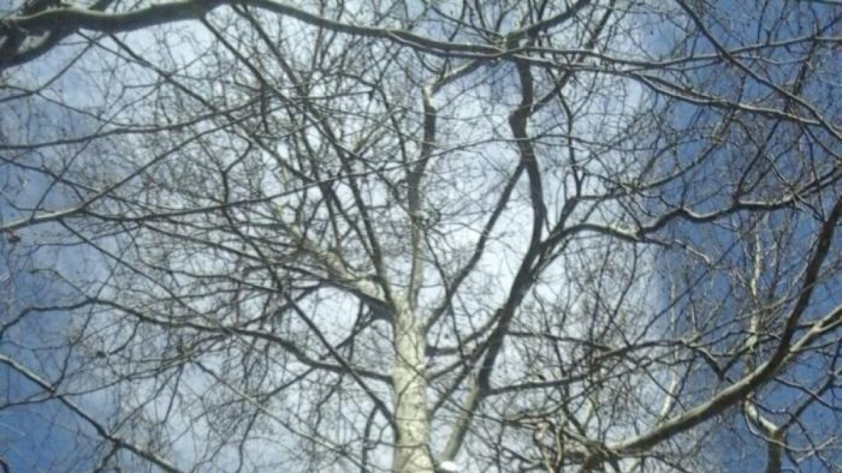 Un operari de Sant Julià, al curs d'arboricultura